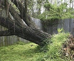 Unique cleaning and tree surgeons