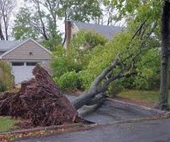 Unique cleaning and tree surgeons