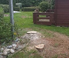 Unique cleaning and tree surgeons - Image 4/10