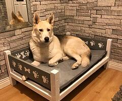 Dog bed  and bowls