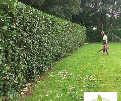 Landscape and tree surgery services