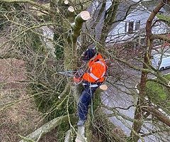 Landscape and tree surgery services - Image 3/9