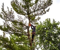 Landscape and tree surgery services - Image 8/9