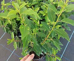 Portuguese Laurel