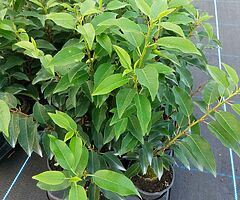 Portuguese Laurel