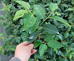 Portuguese Laurel - Image 7/10