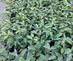 Portuguese Laurel - Image 8/10