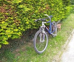 Mountain bike for sale