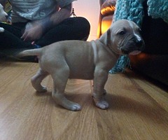 Pm me American pitbulls - Image 1/7