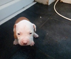 Pm me American pitbulls - Image 7/7